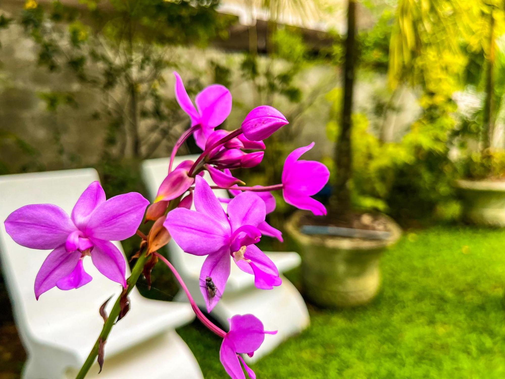 Galle Camellia المظهر الخارجي الصورة